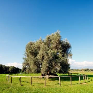 Olive tree secular Stock Photos