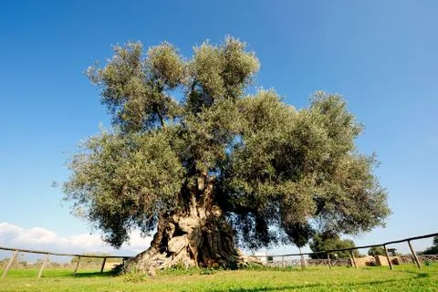 Olive tree secular Stock Photos
