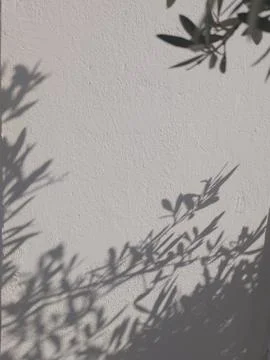 Olive tree shadow on rustic beige wall with copy space 写真素材