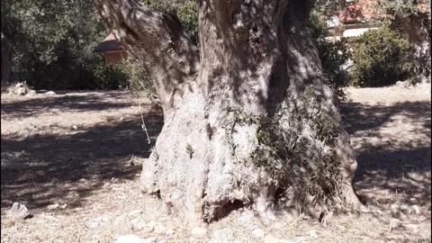 Olive Tree Shadow Timelapse Stock Footage 162245365