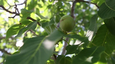 Olive Tree, Sicily Stock Footage 48741575