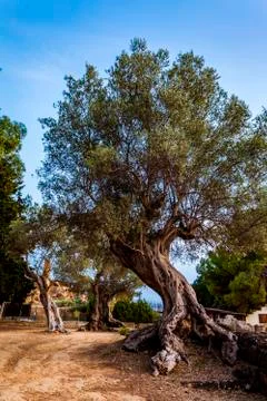 Olive tree in Sicily Stock Photos
