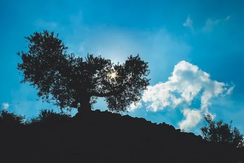 Olive tree silhouette beneath bright blue sky Foto stock