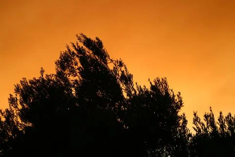 Olive tree silhouette at sunset Stock Photos