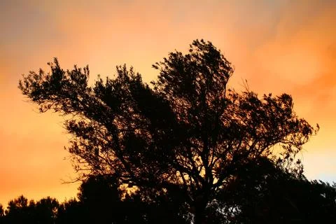 Olive tree silhouette at sunset Stock Photos