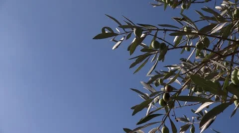 Olive tree with sky Stock Footage 12297051
