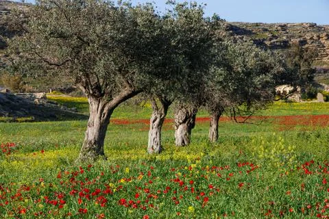 Olive tree in the slope of the hill in spring 스톡 사진