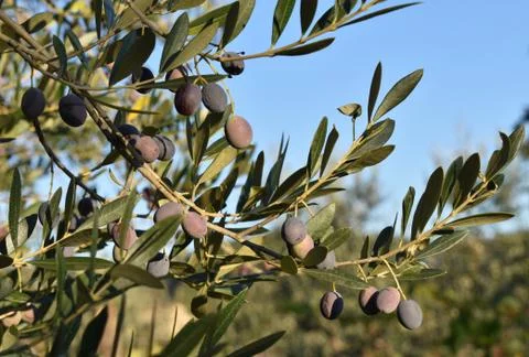 The olive tree on the soft evening sun in Tuscany Italy Stock-Fotos