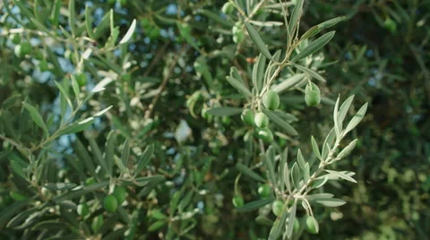 Olive tree with some green olives Stock Footage 65456542