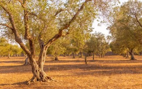 Olive tree in South Italy Foto stock
