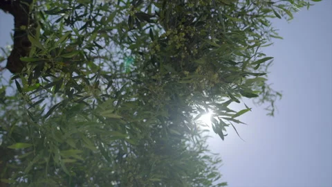 Olive Tree in Spain with a beautiful shine going through their leaves, 4K Stock Footage 130901414