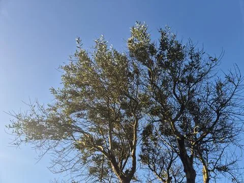 Olive tree with sparse leaves against clear blue sky Photos