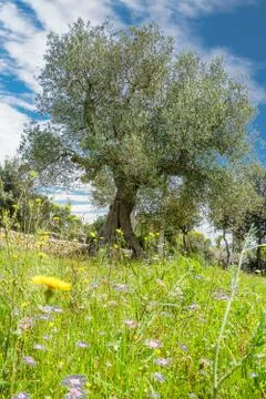 Olive tree in the spring Stock Photos