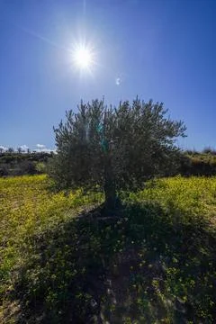 Olive tree standing in field with yellow flowers under bright sun Stock Photos