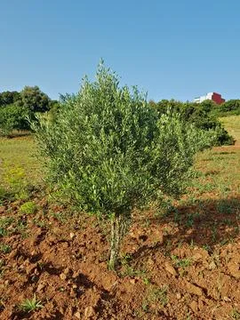 An olive tree stands gracefully, framed by lush greenery in a tranquil setting Stock Photos