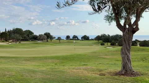 Olive tree stands on wide open green golf course under expansive sky creating Stock Footage 334318083