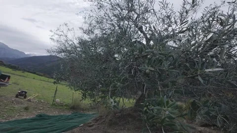 Olive Tree on Steep Rocky Field During Manual Harvest in Mediterranean Hills Stock Footage 326353956