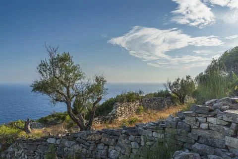 An olive tree, a stone wall and a view of the sea Stock Photos