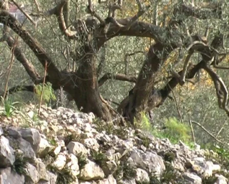Olive tree with a stone wall Видео 63113