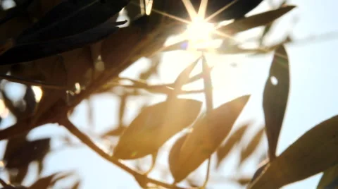 Olive Tree in the Sun 2 Stock Footage 49710116