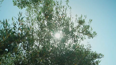 Olive tree with sun at background Stock Footage 65468084