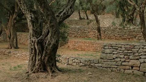 Olive tree with the sun in the background.  Stock Footage 82804447