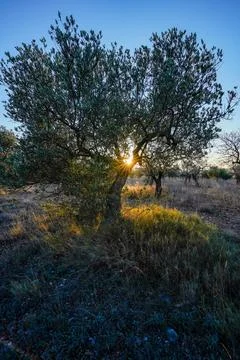 Olive tree with sun star at sunset in an agricultural field Stock Photos