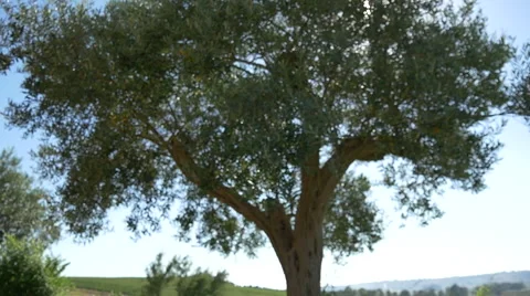 Olive tree sunbeam sparkle 96fps soft focus Stock Footage 40420127