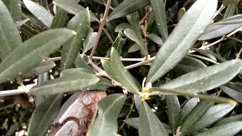 Olive Tree in a Sunny Day Stockbeeldmateriaal 111831049