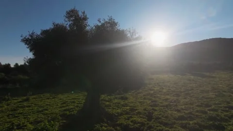Olive Tree at Sunrise in Countryside, 360 degree Close Up Stock Footage 337690358