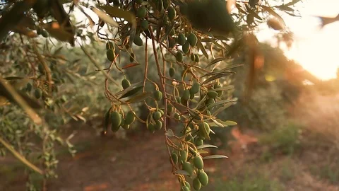 Olive tree in sunset. Beautiful fresh olive on the tree. Green vegetable Stock Footage 117591775