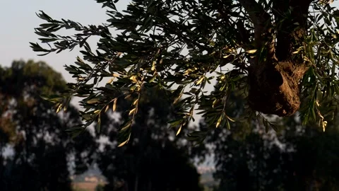 Olive tree at sunset. Branches illuminated by the setting sun. Slow motion 4K 스톡 동영상 282571021
