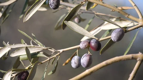 Olive tree in sunset. 스톡 동영상 128868305