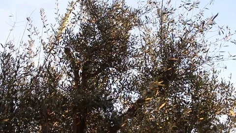 Olive tree sunset golden leaves Stock Footage 82187803