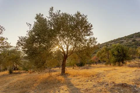 The olive tree with sunset in the olive tree garden. Stock Photos