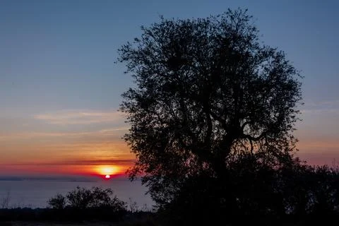 Olive tree at sunset 库存照片