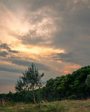 Olive tree in sunset Stock Photos