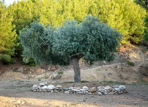 Olive tree in Thasos, Greece Stock Photos