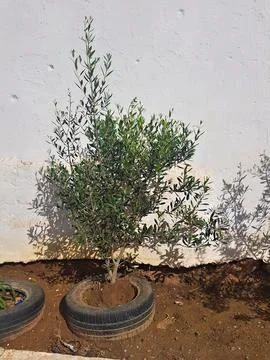 Olive tree thriving inside a car rubber tire. blends the resilience of nature Stock Photos