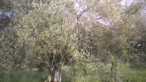 Olive tree. Tilt camera movement Stock Footage 242929388