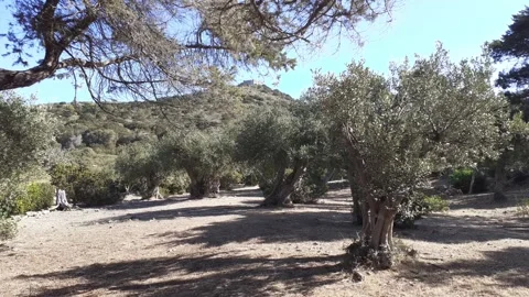 Olive Tree Timelapse 動画素材 162245108