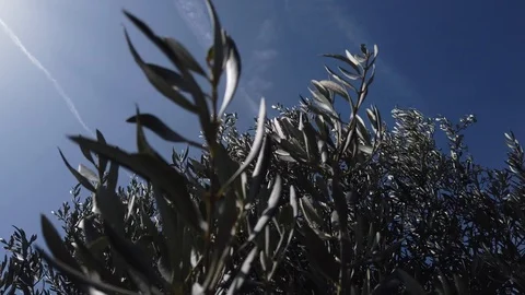 Olive tree top view. Stock Footage 124643436