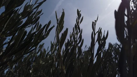 Olive tree top view on a windy day. Stock Footage 124643474