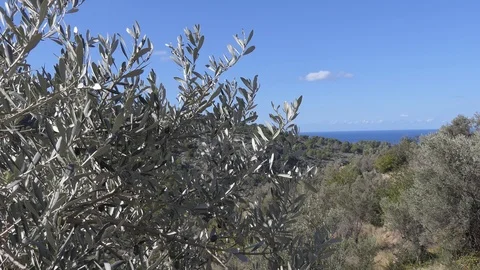 Olive tree tops on a green hill in Southern Europe. Stock Footage 102906013