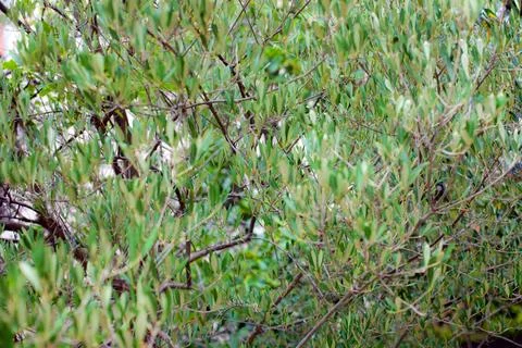 Olive tree treetop texture, shallow depth of field Stock Photos
