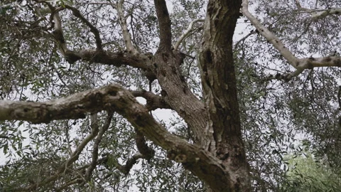 Olive tree trunk in Cilento, Italy Video stock 270377505