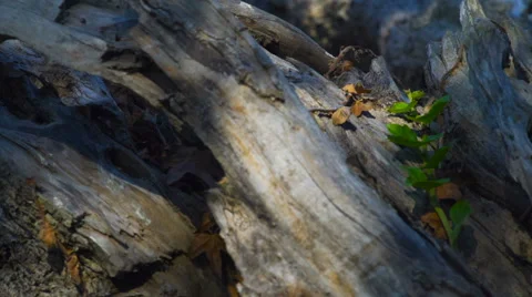 Olive tree trunk Stock Footage 66204506