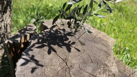Olive tree trunk Stock Footage 169369452