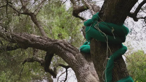 Olive tree trunk with nets to harvest the ripe olives in Cilento, Italy Video stock 270377487