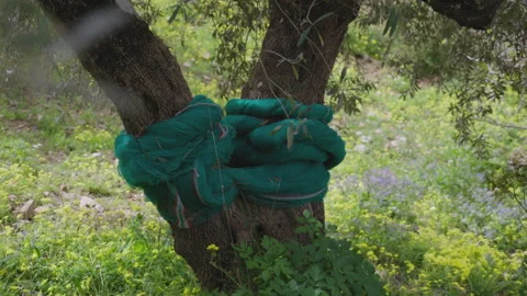 Olive tree trunk with nets preparing for harvesting in Cilento, Italy Video stock 270377630